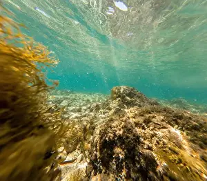 Adria Prints: Actioncam underwater seascape capture during snorkeling at croatia, adriatic sea