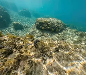 Adria Prints: Actioncam underwater seascape capture during snorkeling at croatia, adriatic sea