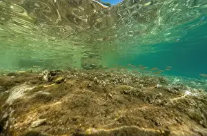 Adria Prints: Actioncam underwater seascape capture during snorkeling at croatia, adriatic sea