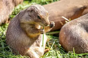 Wildlife Conservation Prints: Active Black-tailed Prairie Dog