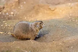 Wildlife Conservation Prints: Active Black-tailed Prairie Dog