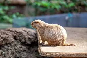 Wildlife Conservation Prints: Active Black-tailed Prairie Dog