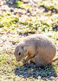 Wildlife Conservation Prints: Active Black-tailed Prairie Dog