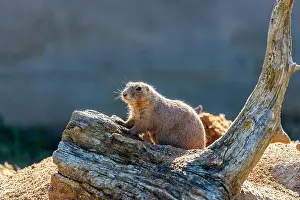 Wildlife Conservation Prints: Active Black-tailed Prairie Dog