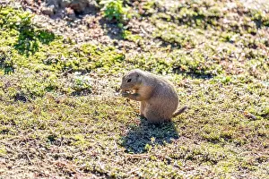 Wildlife Conservation Prints: Active Black-tailed Prairie Dog