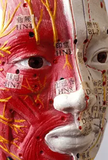 Heal Prints: Acupuncture model