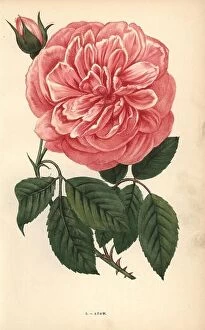 Natural History Collection: Adam rose, variety of the tea rose raised by Monsieur Adam of Reims in 1838