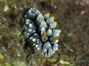 Molluscs Prints: Adder wartsnail (Phyllidia varicosa) with orange-coloured tips on algae