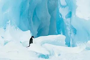 Snowing Prints: Adelie penguin stands on top of a blue iceberg