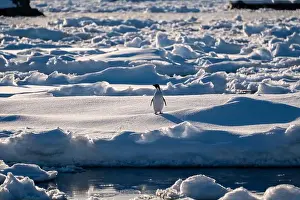 Pygoscelis Adeliae Prints: Adelie penguins in Antarctica. Wild nature. Snow. South Pole