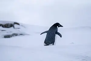 Pygoscelis Adeliae Prints: Adelie penguins in Antarctica. Wild nature. Snow. South Pole