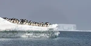 Pygoscelis Adeliae Prints: Adelie penguins (Pygoscelis antartica) throw themselves into the ocean to hunt for fish