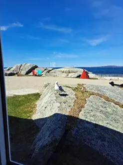 Starboard Prints: Adirondack chairs and red buoy at Peggy's Cove, Nova Scotia, Canada