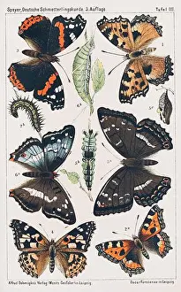 Butterflies Prints: Adolf Speyer - Butterfly Collection - c1880