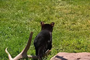 Antler Prints: Adorable baby black bear cub walking away in the green grass