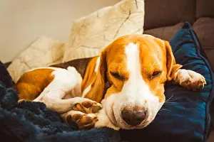 Lazy Prints: Adorable Beagle dog sleeping on couch. Canine background. Lazy rainy day on couch
