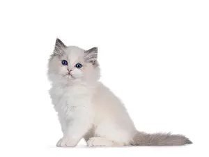 Bicolor Prints: Adorable bicolor Ragdoll cat kitten