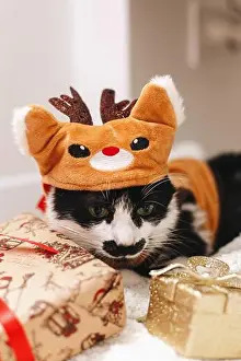 Antlers Prints: Adorable cat in reindeer costume lying on stylish gift boxes under christmas tree