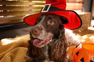 Witch Prints: Adorable English Cocker Spaniel in witch hat on blanket indoors. Halloween costume for pet