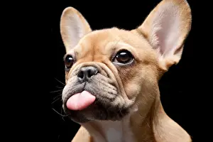 Dark Background Prints: An adorable French bulldog stretching out her tongue - studio shot, isolated on black