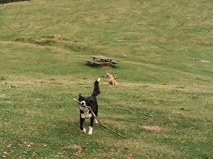 Loyal Prints: Adorable playful dogs with tree branch running on grassy field with wooden table
