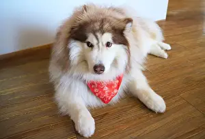 Sled Dog Prints: Adorable Red Siberian Husky Relaxing in the Living Room