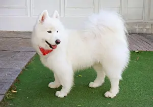 Samoyed Prints: Adorable Samoyed dog with pure white double layer coat