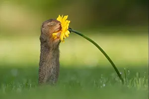 Squirrel Prints: This adorable squirrel is captured blissfully hugging a bright yellow flower in a park near Vienna
