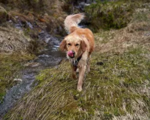 Golden Retriever Prints: An adorable wet golden retriever dog walking by a creek
