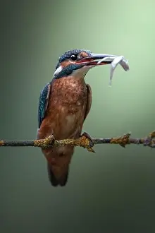Adorable wild kingfisher with colorful plumage sitting on thin twig of plant with fish in beak against green background