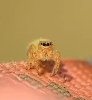 Arachnid Prints: Adorably cute immature female Phidippus pius jumping spider on pink nylon with muted green background