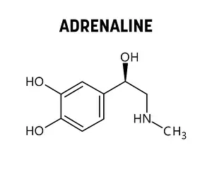 Hormone Prints: Adrenaline molecular structure