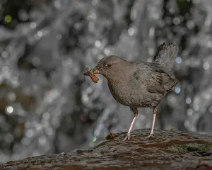 Sierra Prints: An adult American Dipper standing near a waterfall bringing aquatic invertebrates to nestlings behind the waterfall