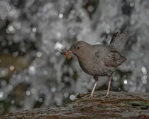 Sierra Prints: An adult American Dipper standing near a waterfall bringing aquatic invertebrates to nestlings behind the waterfall