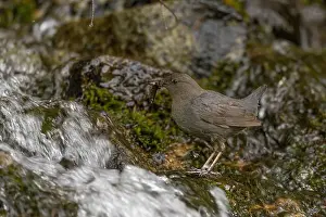 Sierra Prints: An adult American Dipper standing near a waterfall bringing aquatic invertebrates to nestlings behind the waterfall