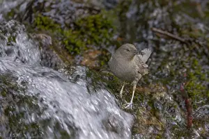 Sierra Prints: An adult American Dipper standing in a stream of water bringing aquatic invertebrates to nestlings behind a waterfall