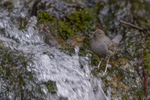 Sierra Prints: An adult American Dipper standing in a stream of water bringing aquatic invertebrates to nestlings behind a waterfall