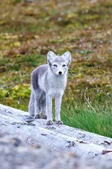 Arctic Fox Prints: Adult arctic fox, Vulpes Lagopus