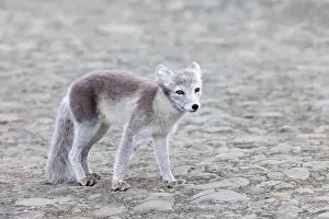 Spitsbergen Prints: Adult arctic fox, Vulpes Lagopus