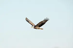 Soaring Prints: An adult bald eagle flies across the blue sky with wings in a v shape on a winter day in Iowa