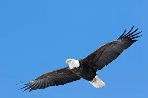 Accipitridae Prints: Adult bald eagle (Haliaeetus leucocephalus) flying under a blue sky