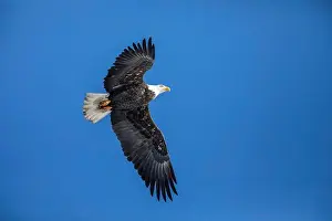 Accipitridae Prints: Adult bald eagle (Haliaeetus leucocephalus) flying under a blue sky