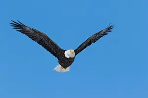 Accipitridae Prints: Adult bald eagle (Haliaeetus leucocephalus) flying under a blue sky