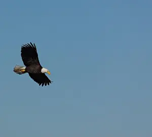 Bird In Flight Prints: An adult Bald Eagle with wings spread flying against a blue sky in Victoria