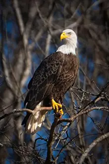 Talons Prints: An adult bale eagle perched along the Haw River in NC