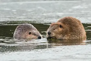Castor Canadensis Prints: Adult beaver forages along with a youngster in an opening in the ice