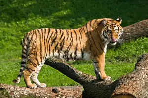 Licking Prints: Adult Bengal Tiger (Panthera tigris tigris) standing licking with eye contact with background of grass and trees