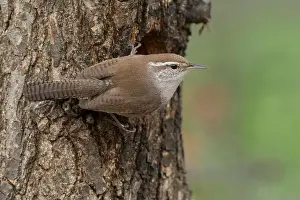 Troglodytidae Prints: Adult Bewick's Wren (Thryomanes bewickii) clinging to the trunk of an oak tree