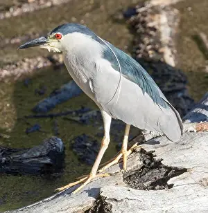 Santa Clara County Prints: Adult, Black-crowned Night-Heron foraging