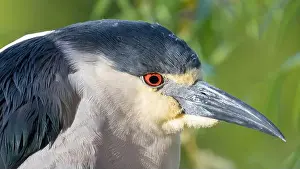 Santa Clara County Prints: Adult, Black-crowned Night-Heron Headshot